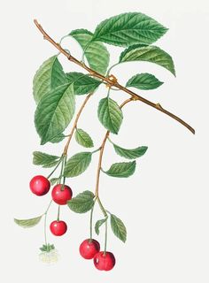 a branch with three cherries hanging from it's leaves and two berries on the vine