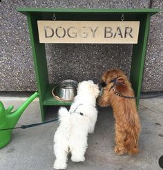 two small dogs are sniffing at the doggy bar