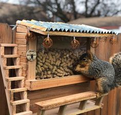 a squirrel eating peanuts out of a bird feeder