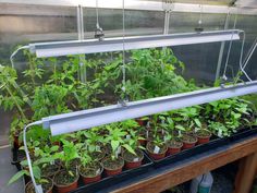 many plants are growing in the greenhouse