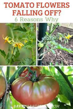 tomatoes growing in the garden with text overlay that says tomato flowers falling off? 6 reason why