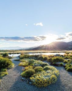 the sun shines brightly over an area with plants and shrubs on it, in front of a body of water