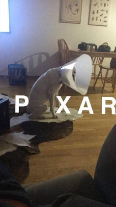 a dog with a white cone on its head is sitting in the middle of a living room