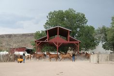 horses are running around in the dirt near a barn and fence with people standing nearby