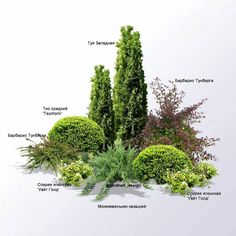 the different types of shrubs are labeled in this diagram