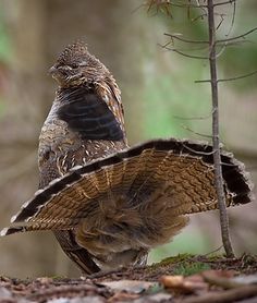 a bird is standing on the ground next to a tree in the woods, with its wings spread wide open