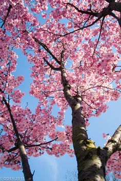 pink flowers are blooming on the branches of this tree in front of a blue sky