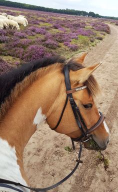 a brown and white horse standing on top of a dirt road next to purple flowers