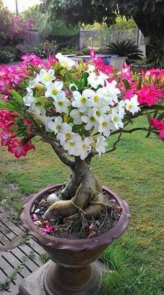 a potted plant with white and pink flowers in it