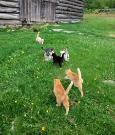 spring grass dandelions on the farm old barn county life cute cats and kittens running cottage core and fairy core summer goals Homesteading Aesthetic, Farmer Aesthetic, Fun Activites, Cottagecore Life, Barn Animals