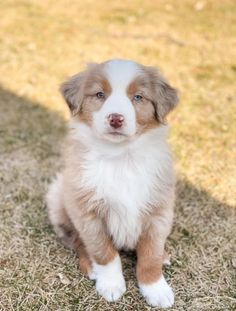 a brown and white puppy sitting on top of grass