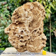 a rock with holes in it sitting on top of a table