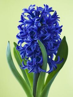 a blue flower with green leaves in it