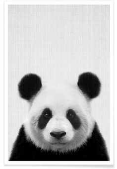 a black and white photo of a panda bear