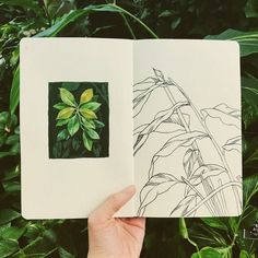 a hand holding an open book in front of green plants and foliage, with a drawing of a leaf on the cover