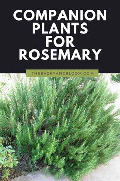 Companion Plants for Rosemary Rosemary Plants Landscaping, Rosemary In Planters, Rosemary Landscaping Front Yards, Rosemary In Landscaping, Rosemary Garden Ideas, Rosemary In The Garden, Rosemary Planter Ideas, Rosemary Plants In Pots, Rosemary Plant Care Outdoors