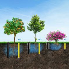 four trees with different types of growth in the ground and one tree has been planted