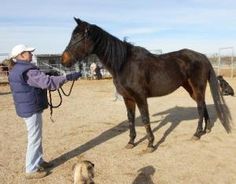 a woman holding the reins of a horse in an enclosed area with a dog nearby