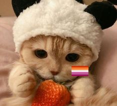 a cat wearing a hat and holding a strawberry