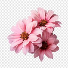 three pink flowers on a white background with no background, hd png clipart