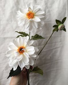 two white flowers are being held by someone's hand