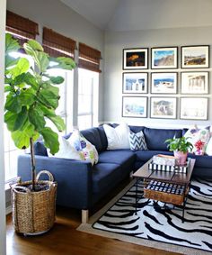 a living room with blue couches and pictures on the wall above them, along with a zebra rug