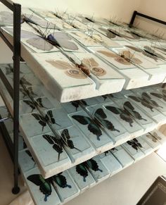 many butterflies are on display in a glass case with black metal bars and white tiles