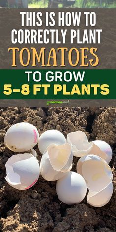 some white eggs sitting in the dirt with text overlay reading this is how to correctly plant tomatoes to grow 5 - 8ft plants