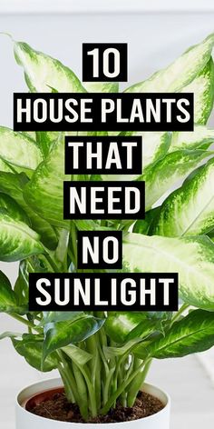 a potted plant with the words 10 house plants that need no sunlight