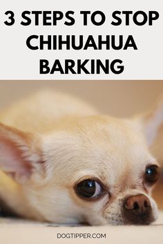 Chihuahua Barking? 3 Steps to Help Your Dog! Chihuahua Barking, Chihuahua Terrier Mix, Chihuahua Rescue, Chihuahua Names, Teacup Chihuahua Puppies