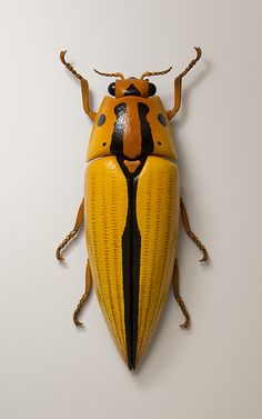 a yellow and black bug sitting on top of a white wall