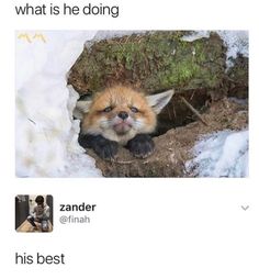 an image of a fox in the snow with caption that reads, what is he doing? zander @ finah his best