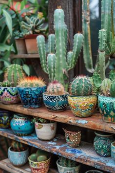 many different kinds of cactus in pots on a shelf