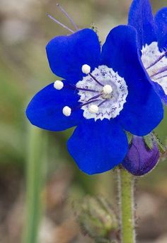 a blue flower with white stamen on it