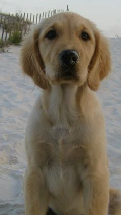 a dog that is sitting in the sand with its paws on it's chest