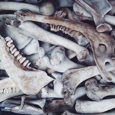 a pile of skulls and bones that look like animals are stacked on top of each other