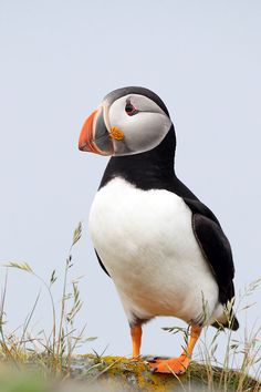 a black and white bird standing on top of grass