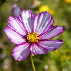 a close up of a purple flower with yellow stamens in the foreground