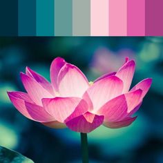 a pink lotus flower in front of a blue and green background with color swatches