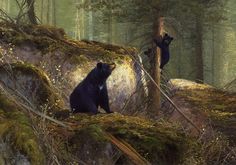 two black bears in the woods near some rocks and trees with moss growing on them