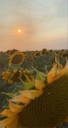 the sun is setting over a field of sunflowers