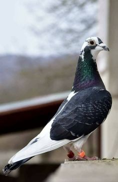 a black, white and green bird is standing on a ledge