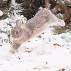 a small rabbit running through the snow