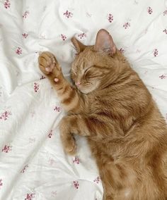 an orange cat laying on top of a white bed covered in pink and red flowers