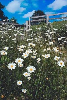 a field full of white daisies under a blue sky