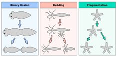 three different types of sea animals are shown in the diagram, and each one is labeled with