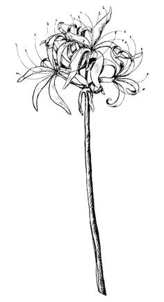 Lycoris Flower Tattoo, Spider Lily Drawing Tattoo, Blue Spider Lily Drawing, Blue Spider Lily Tattoo Design, Spiderlily Drawing Sketches, Spider Lilly Tatoos Black, Spiderlili Tattoo Design, Long Flower Drawing, Spider Lily Black And White