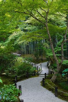 a path in the middle of a lush green forest