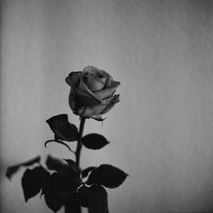 a black and white photo of a single rose