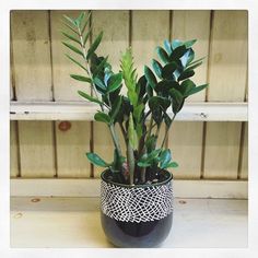 a potted plant sitting on top of a wooden shelf